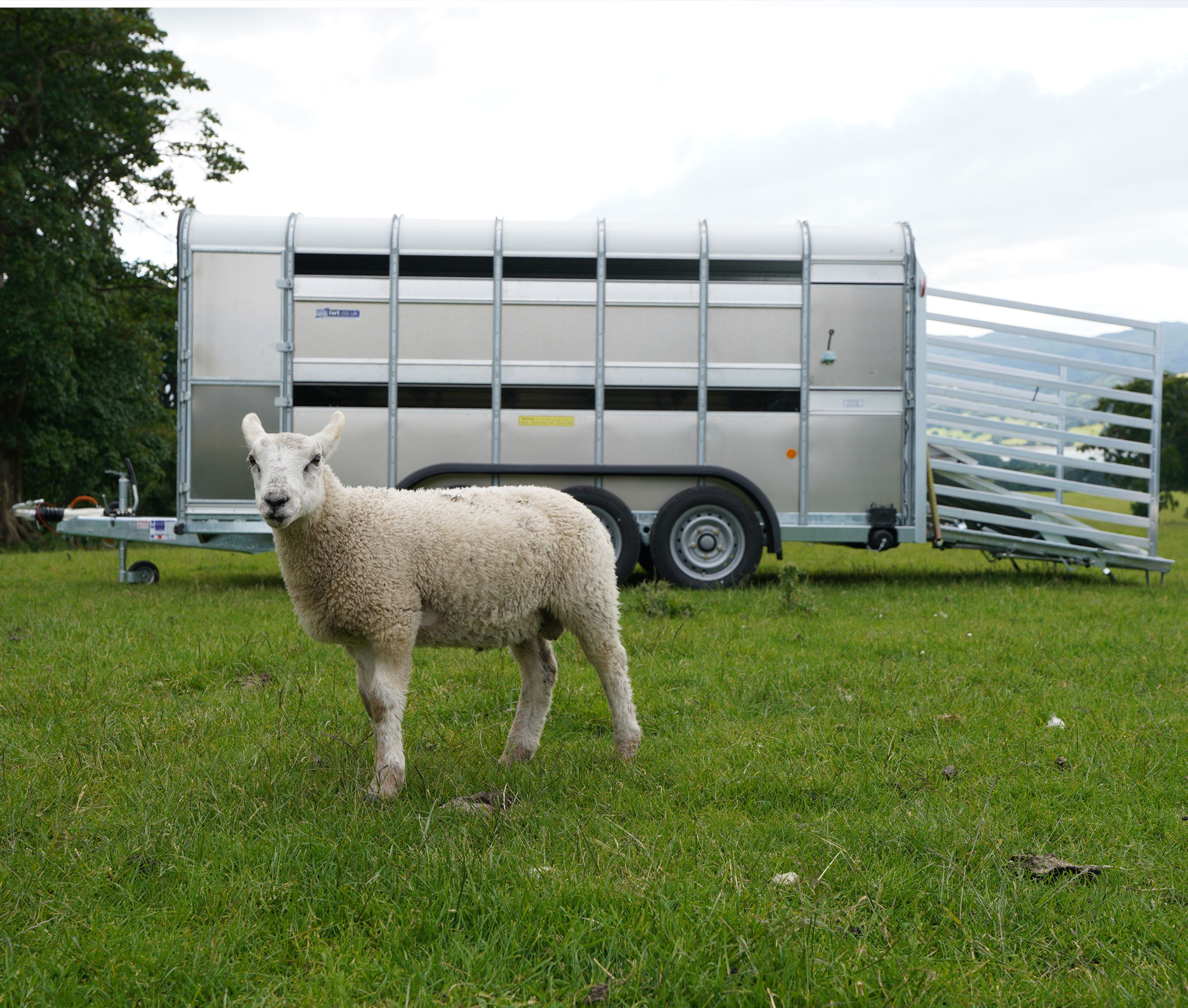 Livestock---TA510---side-view-low-angle-with-sheep